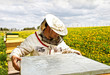 Apiarist.