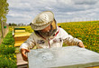 Photo: Apiarist. Apiarist.