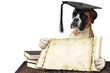 Boxer 305