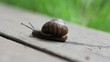 Snail