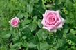 pink roses