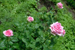 pink roses