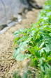 じゃがいもの芽