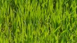 Video: GRAS HINTERGRUND GRAS HINTERGRUND