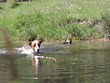 Jack Russel Terrier holt Stöckchen aus dem Wasser