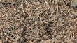 Anthill, red wood ants close-up. Timelapse. Anthill, red wood ants close-up. Timelapse.