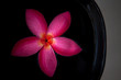 red frangipani flower floating in black ceramic bowl