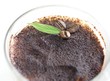 tiramisu decoration