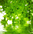 Green leaves background Green leaves background