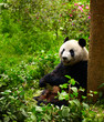 Giant panda eating bamboo Giant panda eating bamboo