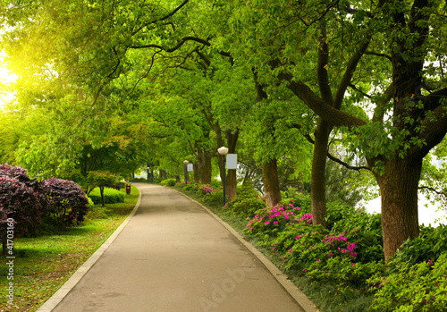 Photo: Summer park road Summer park road