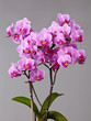 Foto: orchid flower orchid flower