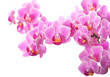 Foto: orchid orchid