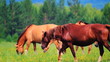 Video: Horses grazing in the meadow Horses grazing in the meadow
