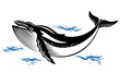 Wild whale