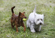Two doggies playing with a ball - outdoor scene