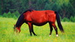 Video: Horses grazing in the meadow Horses grazing in the meadow