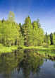 bog lake in the national park Sumava, Czech republic , Europe bog lake in the national park Sumava, Czech republic , Europe