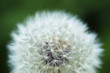 Dandelion Blowball