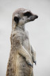 Suricate in its natural environment - outdoor scene