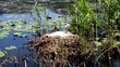 cigno nido lago cignus anatide cigno nido lago cignus anatide