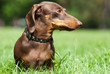 Dachshund dog walking on the green grass
