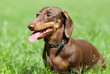 Dachshund dog walking on the green grass