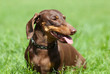 Dachshund dog walking on the green grass
