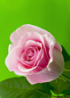 Pink rose on a green background Pink rose on a green background