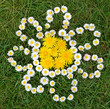 Grass field composition of daisy flower with dandelion center