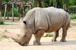 Large white (square-lipped) rhinoceros (Ceratotherium simum)