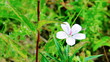 Vibrant flowers on the meadow Vibrant flowers on the meadow
