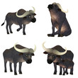 Buffalo Pack