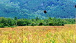 Field of burnet flowers Field of burnet flowers