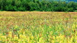 Field of burnet flowers Field of burnet flowers