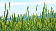 Spikes of wheat rustling in the wind. Spikes of wheat rustling in the wind.