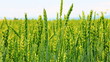 Spikes of wheat rustling in the wind. Spikes of wheat rustling in the wind.
