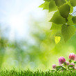 Abstract natural backgrounds with clover flovers and beauty boke Abstract natural backgrounds with clover flovers and beauty boke