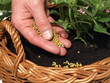 Fertilizer, closeup