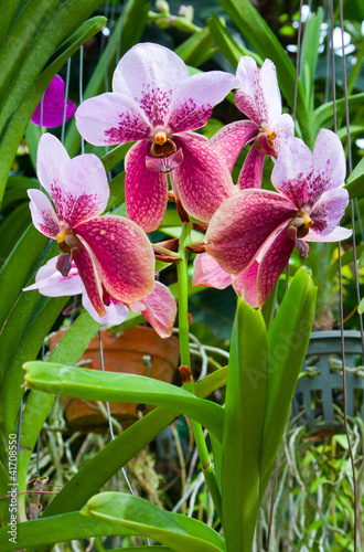 Foto: Blossoming flower orchid Blossoming flower orchid