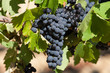 raisin noir