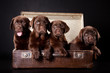 four puppies of Labrador retriever in vintage suitcase four puppies of Labrador retriever in vintage suitcase