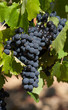 raisin noir