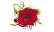 Klatschmohn