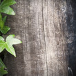 vieux panneau en bois et bordure lierre vert