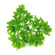 Fresh parsley herb