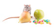 Rat with food isolated