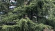 ÁRBOL Y VIENTO