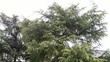 ÁRBOL Y VIENTO