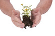 Small seedling flower ready for planting Small seedling flower ready for planting